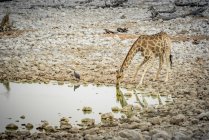Giraffe and Helmeted Guineafowl (Numida melearris), Etosha National Park; Namibia — стокове фото