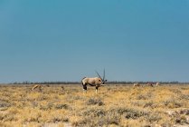 Gemsbok (Oryx gazella), parc national d'Etosha ; Namibie — Photo de stock