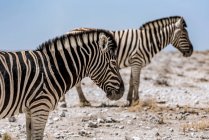 Herd of Plains Zebras (Equus quagga), Parco Nazionale di Etosha; Namibia — Foto stock