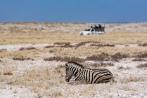 Zèbre des plaines (Equus quagga) et véhicule safari, parc national d'Etosha ; Namibie — Photo de stock