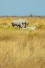 Чёрный носорог (Diceros bicornis), Национальный парк Этоша; Намибия — стоковое фото
