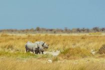 Чёрный носорог (Diceros bicornis), Национальный парк Этоша; Намибия — стоковое фото