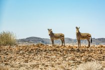 Deux zèbres, montagne Brandberg, Damaraland ; région de Kunene, Namibie — Photo de stock