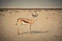 Springbok (Antidorcas marsupialis), Parque Nacional Etosha; Namibia - foto de stock