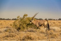 Гемсбок или южноафриканский орикс (Oryx gazella), национальный парк Этоша; — стоковое фото