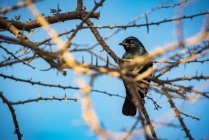 Cape Starling (Lamprotornis nitens), parc national d'Etosha ; Namibie — Photo de stock