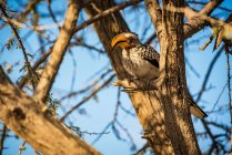 Südlicher Gelbschnabel-Hornvogel (Tockus leucomelas), Etosha-Nationalpark; Namibia — Stockfoto
