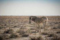 Zèbre des plaines (Equus quagga), parc national d'Etosha ; Namibie — Photo de stock