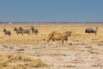 Leonessa (Panthera leo) che passa davanti a una mandria di gnu azzurri (Connochaetes taurinus) e zebre delle pianure (Equus quagga), Parco nazionale di Etosha; Namibia — Foto stock