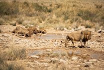 Orgoglio del leone (Panthera leo) che beve in una pozza d'acqua, Parco Nazionale di Etosha; Namibia — Foto stock