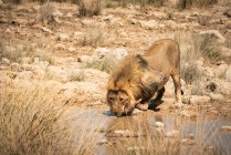 Leone (Panthera leo) che beve in una pozza d'acqua, Parco nazionale di Etosha; Namibia — Foto stock