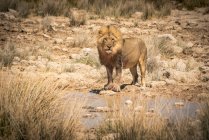 Лев (Panthera leo), пьющий в водопое, Национальный парк Этоша; Намибия — стоковое фото