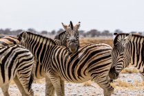Manada de Planícies Zebras (Equus quagga), Parque Nacional Etosha; Namíbia — Fotografia de Stock