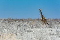 Jirafa (Jirafa), Parque Nacional Etosha; Namibia - foto de stock