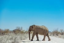 Afrikanischer Elefant (Loxodonta) läuft über eine Straße, Etosha-Nationalpark; Namibia — Stockfoto