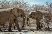 African Elephants (Loxodonta), Etosha National Park; Namibia — Stock Photo