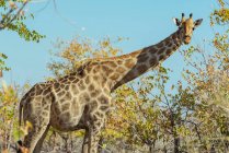 Girafa (Girafa), Parque Nacional de Etosha; Namíbia — Fotografia de Stock