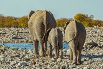 Африканские слоны (Loxodonta), Национальный парк Этоша; Намибия — стоковое фото