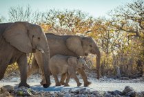 Familia de elefantes africanos (Loxodonta), Parque Nacional Etosha; Namibia - foto de stock