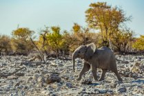 African Elephant (Loxodonta) calf walking across a rocky terrain, Etosha National Park; Namibia — Stock Photo