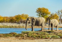 African Elephants (Loxodonta), Etosha National Park; Namibia — стокове фото