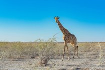 Giraffe (Giraffa), Etosha-Nationalpark; Namibia — Stockfoto
