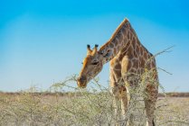 Jirafa (jirafa) comiendo follaje de una planta, Parque Nacional Etosha; Namibia - foto de stock