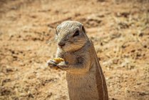 Esquilo de terra (Sciuridae) em Solitaire, Namib-Naukluft National Park; Namíbia — Fotografia de Stock