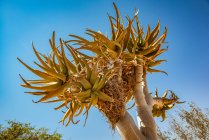 Árvore silenciosa (Aloidendron dichotomum) no Gondwana Canyon Roadhouse, Fish River Canyon; Namíbia — Fotografia de Stock
