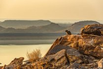 Dassie, oder Felshyrax (Procavia capensis), Hardap-Staudamm bei Sonnenuntergang; Hardap-Region, Namibia — Stockfoto