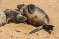 Cape Fur Seal (Arctocephalus pusillus) ухаживает за своим щенком в заповеднике Cape Cross Seal Reserve, на берегу скелета; Намибия — стоковое фото
