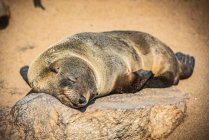 Cabo Fur Seal (Arctocephalus pusillus) dormindo ao sol, Cape Cross Seal Reserve, Skeleton Coast; Namíbia — Fotografia de Stock