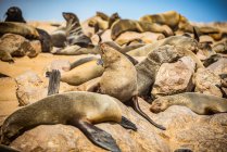 Fogli di pelliccia del Capo (Arctocephalus pusillus) presso la riserva di foche del Capo Croce, costa scheletrica; Namibia — Foto stock