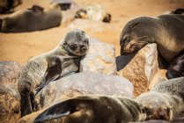 Seals of Cape Fur (Arctocephalus pusillus) sleep in the sun, Cape Cross Seal Reserve, Skeleton Coast; Namibia — стокове фото