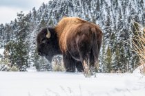 Americana Bison touro (Bison bisão) de pé na neve no Parque Nacional Yellowstone; Wyoming, Estados Unidos da América — Fotografia de Stock