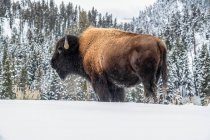 American Bison bull (Bison bison) standing in snow in Yellowstone National Park; Wyoming, United States of America — Stock Photo