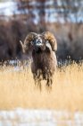 Баран с массивными рогами возле Национального парка Йеллоустоун; Монтана, Соединенные Штаты Америки — стоковое фото