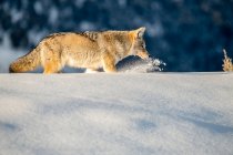 Coyote (Canis latrans) labourant dans la neige profonde pendant la chasse aux souris dans le parc national Yellowstone ; Wyoming, États-Unis d'Amérique — Photo de stock