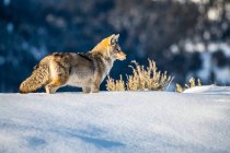 Coyote (latrans de Canis) que está na neve profunda no parque nacional de Yellowstone; Wyoming, Estados Unidos da América — Fotografia de Stock