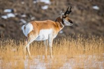 Close-up of a Pronghorn Antelope buck (Antilocapra americana) in Yellowstone National Park; Montana, United States of America — Stock Photo