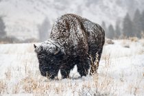 Falling snow clinging to an American Bison bull (Bison bison) standing in a meadow in the North Fork of the Shoshone River valley near Yellowstone National Park; Wyoming, United States of America — Stock Photo