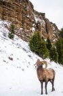 Bighorn montone con corna massicce vicino al Parco Nazionale di Yellowstone; Montana, Stati Uniti d'America — Foto stock