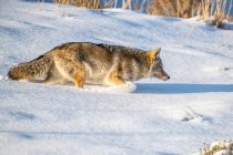 Coyote (Canis latrans) pflügt im Yellowstone National Park durch tiefen Schnee, während er Mäuse jagt; Wyoming, Vereinigte Staaten von Amerika — Stockfoto