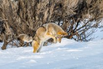 Coyote (Canis latrans) leaping in the air while hunting mice in Yellowstone National Park; Wyoming, United States of America — Stock Photo