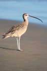 Portrait of a Long-billed Curlew (Numenius americanus) on a sandy beach; Morro Bay, California, United States of America — Stock Photo