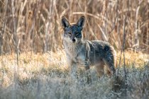 Coyote (Canis latrans) sbirciando dai cespugli nel San Luis National Wildlife Refuge, California, Stati Uniti d'America — Foto stock