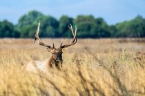 Large bull Tule Elk (Cervus canadensis nannodes) standing in tall, dry grass at San Luis National Wildlife Refuge; California, United States of America — Stock Photo