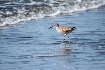 A Willet (Tringa semipalmata) along the beach in front of an incoming wave; Seaside, California, United States of America — Stock Photo