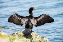 Doppelhaubenkormoran (Phalacrocorax auritus) blickt über seine Schulter, während er sich auf einem Felsen über Morro Bay ausbreitet und seine Flügel trocknet; Morro Bay, Kalifornien, Vereinigte Staaten von Amerika — Stockfoto