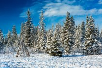 Alberti innevati con teepee di legno in un prato innevato con cielo azzurro e nuvole; Calgary, Alberta, Canada — Foto stock